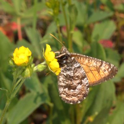 Chryxus Arctic