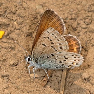 Greenish Blue ♀
