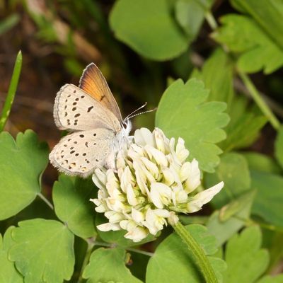 Greenish Blue ♀