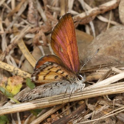 Mariposa Copper