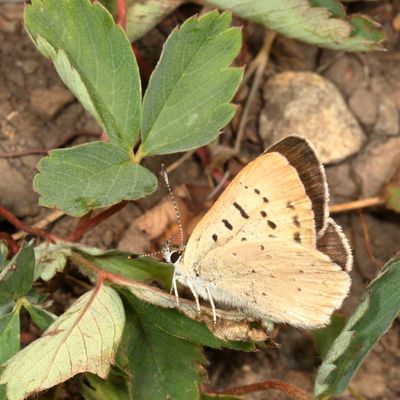 Dorcas Copper