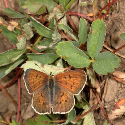Blue Copper ♀