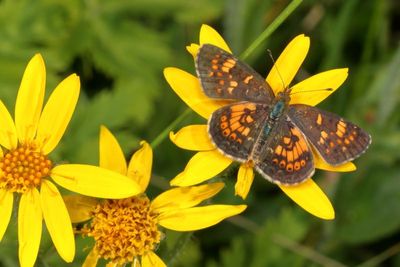 Field Crescent ♂