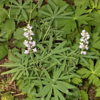 Lupinus argenteus * Silvery Lupine 