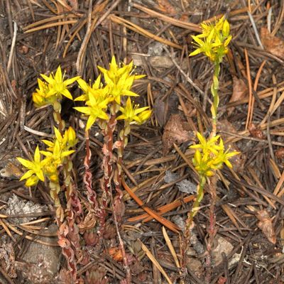 Sedum lanceolatum * Lanceleaf Stonecrop