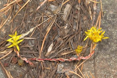Sedum lanceolatum * Lanceleaf Stonecrop