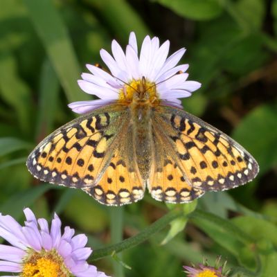 Mormon Fritillary