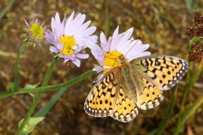 Mormon Fritillary