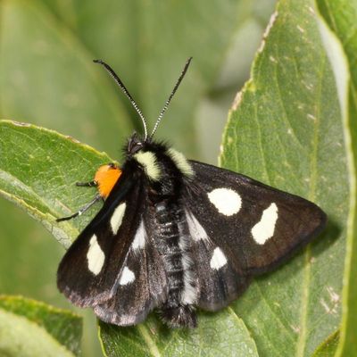 Hodges#9318 * Langton's Forester * Alypia langtoni