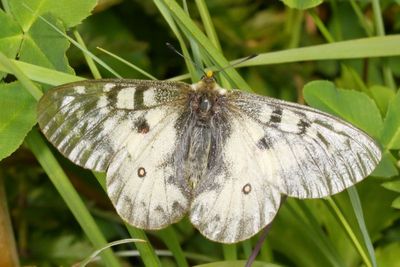 Clodius Parnassian