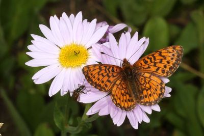 Arctic Fritillary