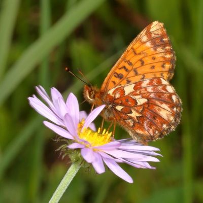 Arctic Fritillary