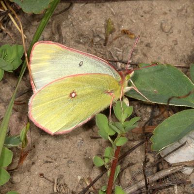 Skinner's Pelidne Sulphur