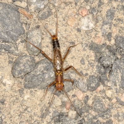 Claassenia sabulosa * Shortwing Stonefly