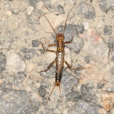 Claassenia sabulosa * Shortwing Stonefly