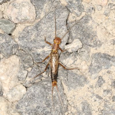 Claassenia sabulosa * Shortwing Stonefly
