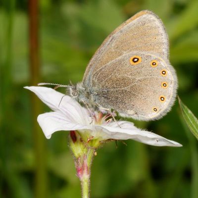Haydens Ringlet