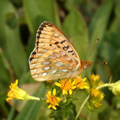 Mormon Fritillary