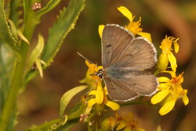 Edith's Copper ♂