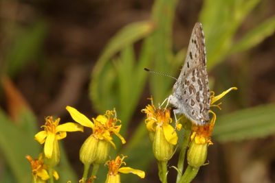 Edith's Copper