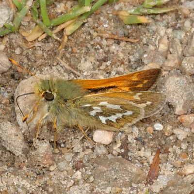 Western Branded Skipper