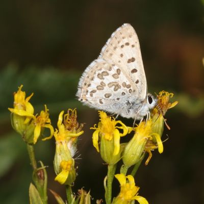 Edith's Copper