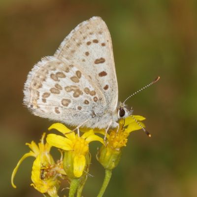 Edith's Copper