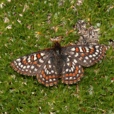 Edith's Checkerspot