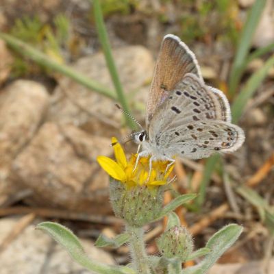 Shasta Blue  ♀