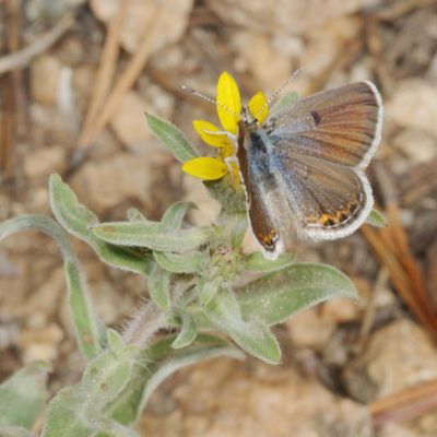 Shasta Blue  ♀