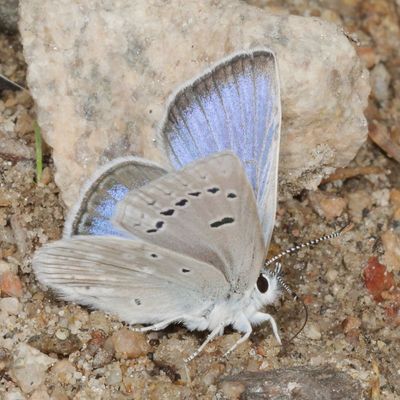 Boisduval's Blue ♂