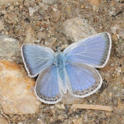 Boisduval's Blue ♂