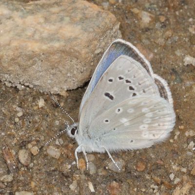Boisduval's Blue