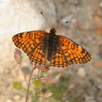 Sagebrush Checkerspot