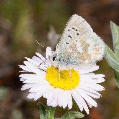 Arctic Blue