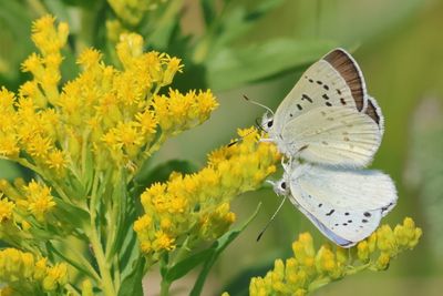 Blue Coppers