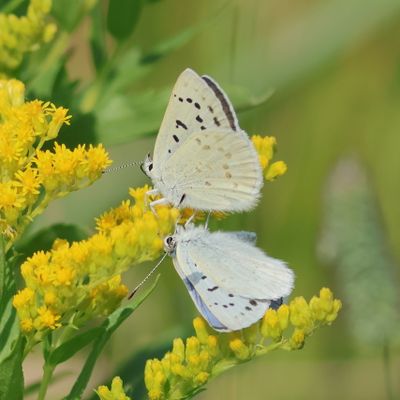 Blue Coppers