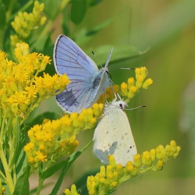 Blue Coppers