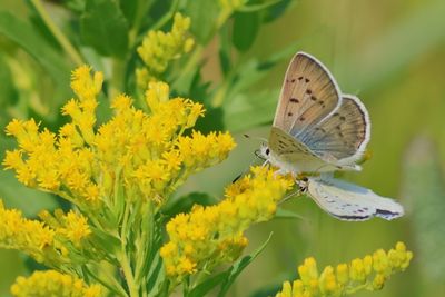 Blue Coppers
