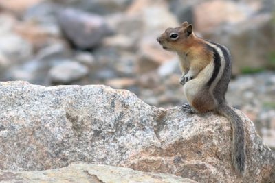 Golden-mantled Ground Squirrel