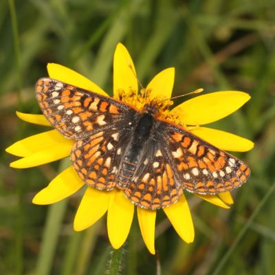 'Anica' Variable Checkerspot