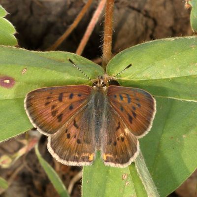 Dorcas Copper ♂