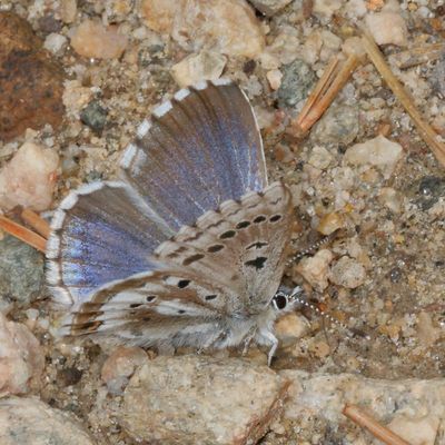 Arrowhead Blue