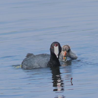 American Coot