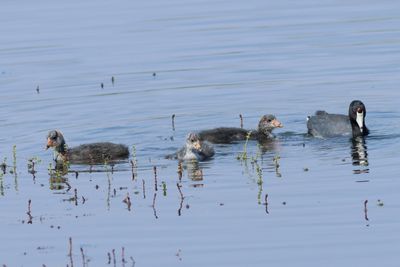 American Coot feeding young