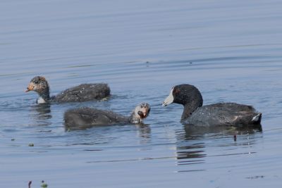 American Coot feeding young