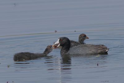 American Coot feeding young