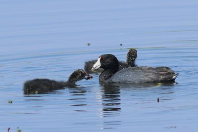 American Coot feeding young