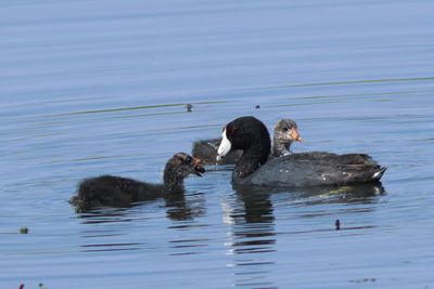 American Coot feeding young