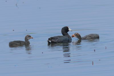 American Coot feeding young